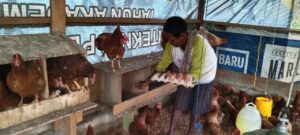 Layer Hens With Local Community in Kaptel Village